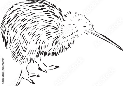 Kiwi bird vector black and white