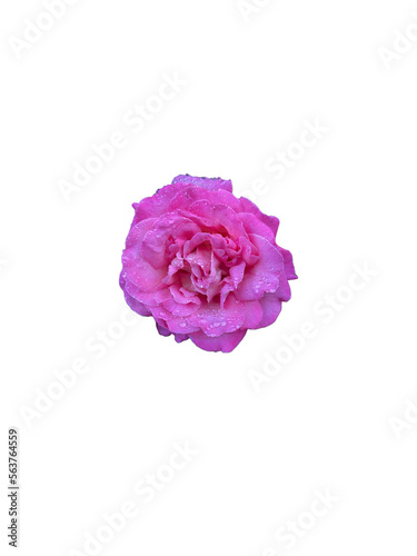 Pink Rose with Dew on transparent background