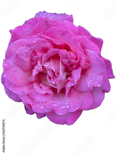 Pink Rose with Dew