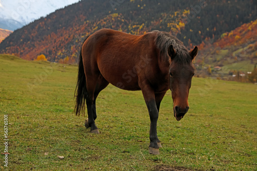 Brown horse in mountains on sunny day. Beautiful pet