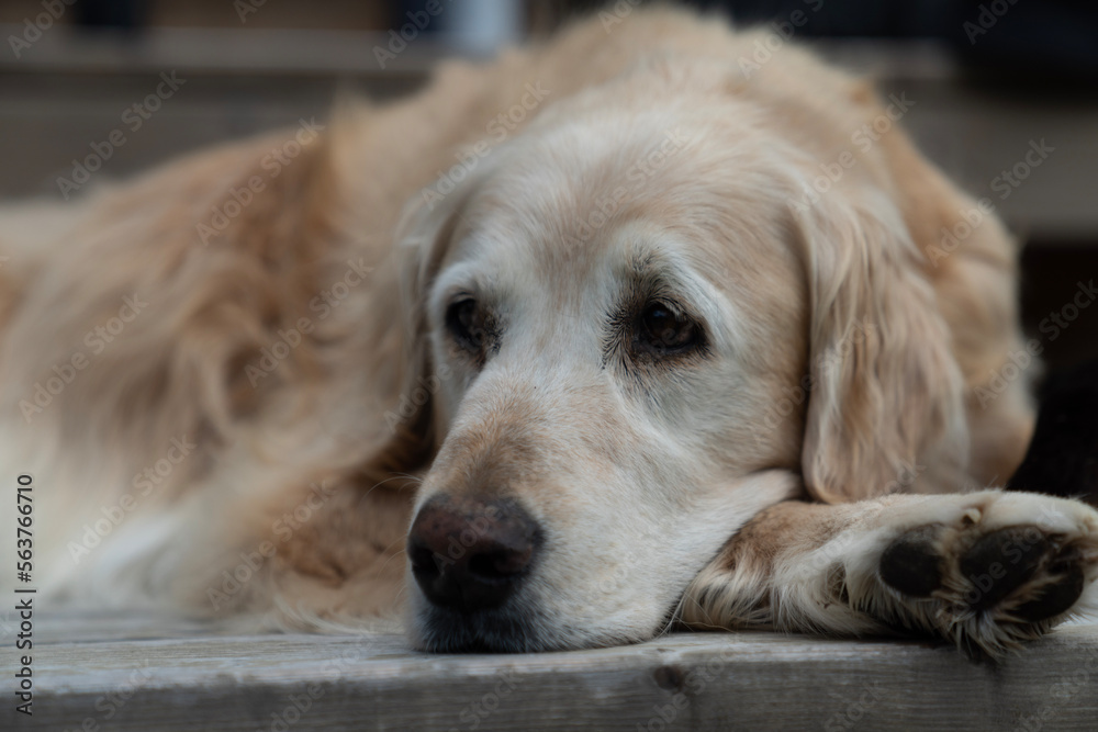 golden retriever dog