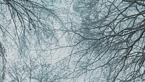 Clumps of Fresh Snow Falling From Forest Tree Tops on Cold Winter Day