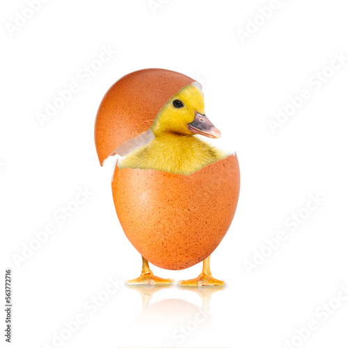 Newborn chick with broken egg shell. eggshell and newborn duckling. Easter concept