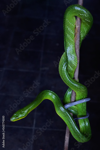 A green rat snake is resting on a dry tree branch. This reptile has the scientific name Gonyosoma prasinum. photo