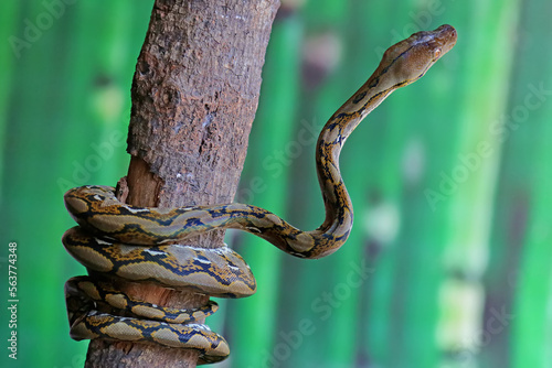 A reticulated python resting on a dry tree trunk by twisting its body. This reptile has the scientific name Malayopython reticulatus.