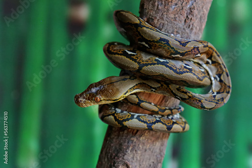 A reticulated python resting on a dry tree trunk by twisting its body. This reptile has the scientific name Malayopython reticulatus. photo