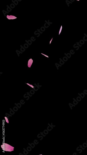 ピンク色の桜の花びらが吹きつける桜吹雪のループアニメーション縦長ビデオ（アルファチャンネル付）