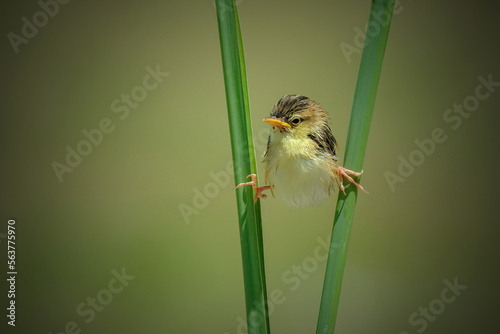 Obraz na plátně bird on a green background