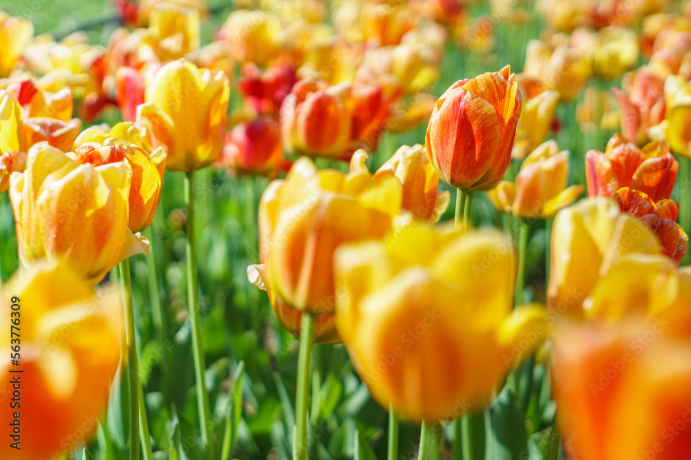 Ταπετσαρία darwin hybrids tulips beauty of apeldoorn