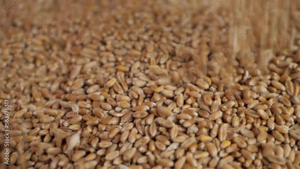 Ripeness whole wheat fall on heap of dry grain. Growth nature harvest or natural product concept. Identity for food. Quality assurance concept. Organic food culture