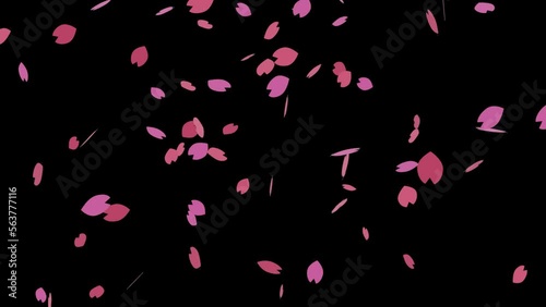 かわいいシンプルなピンク色の桜の花びらが舞い落ちる桜吹雪のアニメーション動画（アルファチャンネル付）