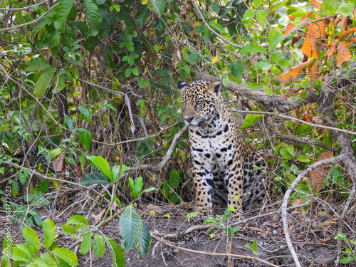 Wild Jaguar standing, portrait in Pantanal, Brazil