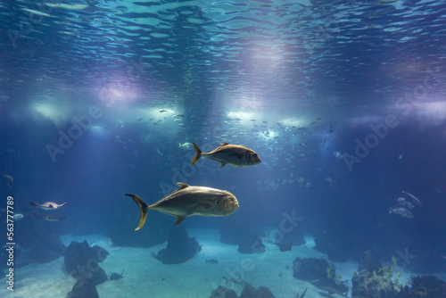 Fish and other marine inhabitants swim in a large aquarium