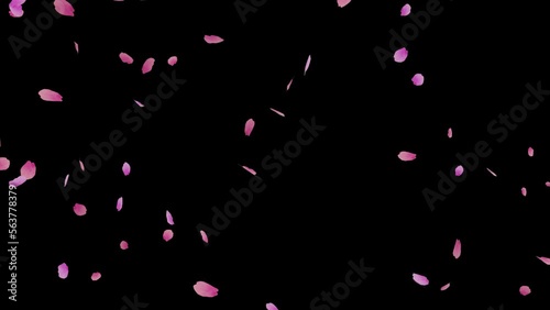 ピンク色の桜の花びらが吹き抜ける桜吹雪のアニメーション動画（アルファチャンネル付）