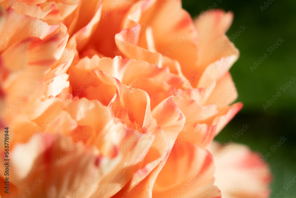 close up of orange flower petals