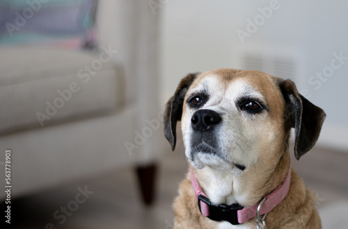portrait of a senior dog