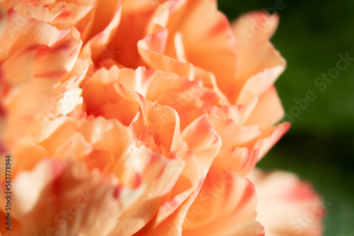 close up of orange flower petals