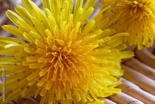 A close-up  macro image of dandelions in the summer
