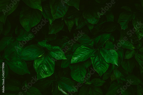 Tropical leaves with dark green texture. foliage pattern of nature background.
