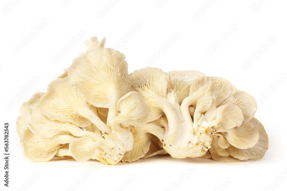 oyster mushroom on white background oyster mushroom on white background