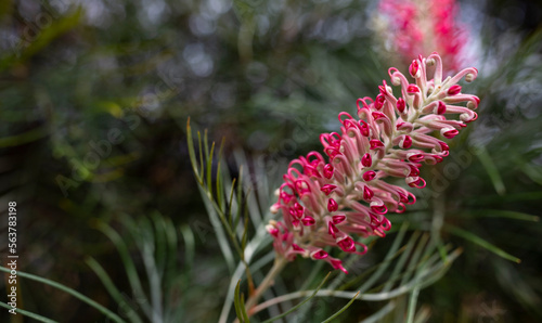 Budding Pink grevillea on green-grey background photo