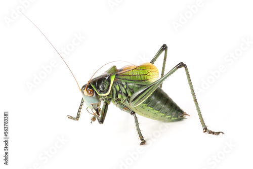 grasshopper isolated on white © zcy
