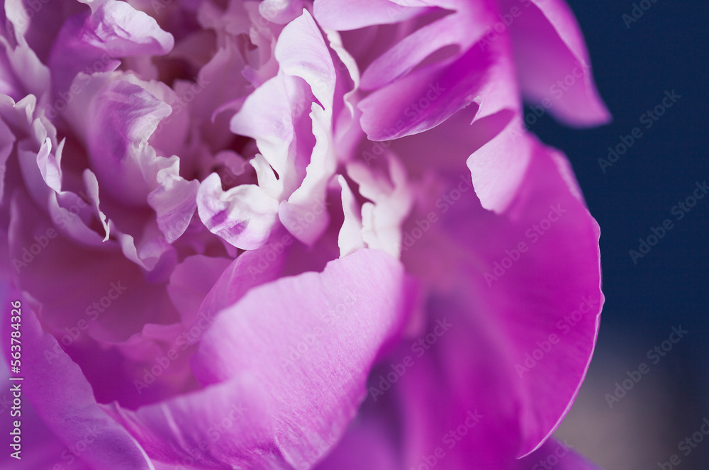 Bright pink peony closeup photo with shallow depth of field. Bright pink peony closeup photo with shallow depth of field.