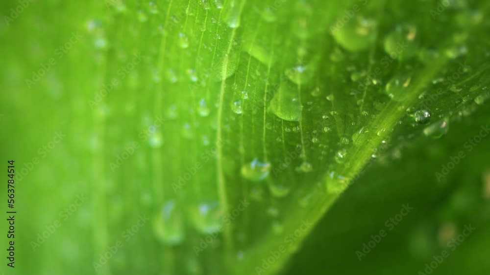 A Macro Shot of a Beautiful Plant Leaf Drenched in Raindrops. A Macro Shot of a Beautiful Plant Leaf Drenched in Raindrops.