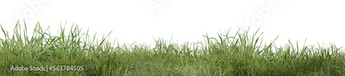Evergreen grass field in nature   meadow in springtime  Tropical forest isolated on transparent background - PNG file  3D rendering illustration for create and design or etc