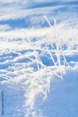 Beautiful abstract winter macro photography - plants in below zero temperature