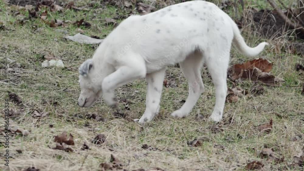 a young dog with an interesting coloration is looking for food in a clearing in the forest
a young dog with an interesting coloration is looking for food in a clearing in the forest