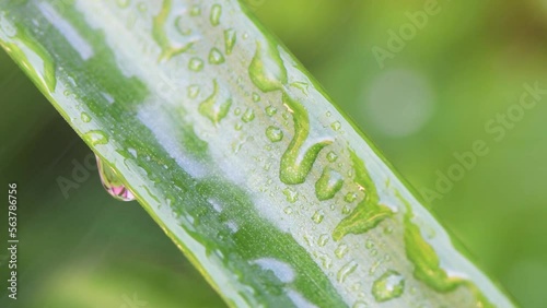 A macro and close-up shot capturing the beauty of nature brought out by rain on plants with their wet foliage.