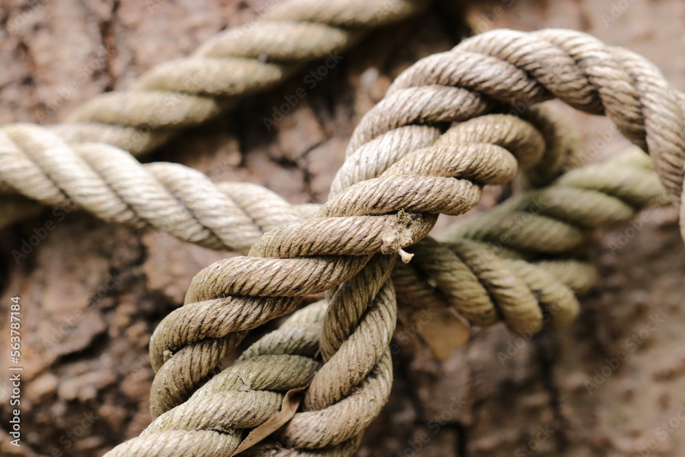 Old rope knots tied to bind trees together in the forest. Close up image texture.