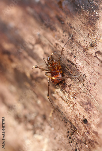 Harvestman (Opiliones, Nihonakazatomushi) insect, close up macro photography. © SAIGLOBALNT