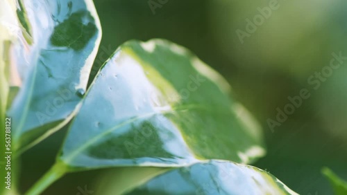 A macro and close-up shot capturing raindrops dripping on the leaves of a plant, highlighting their glossy texture in a natural setting.
