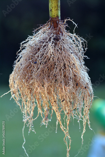 Fotografie Helianthus annuus - sunflower roots closeup