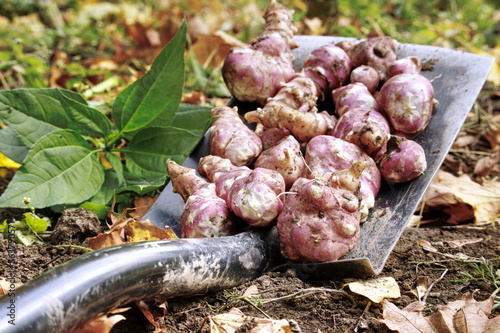 Harvesting Jerusalem artichoke from the soil with a shovel