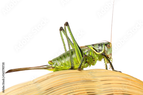 Green grasshopper on white background photo