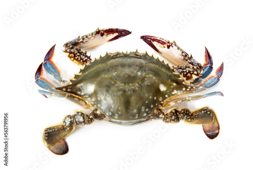 Crab on white background