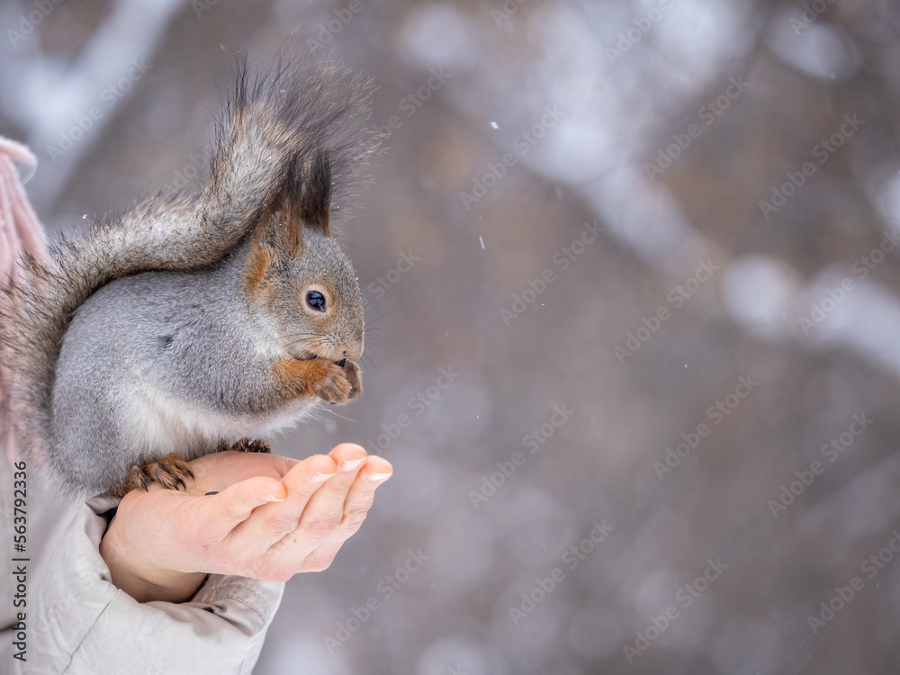 Fototapeta premium Girl feeds a squirrel with nuts at winter. Caring for animals in winter or autumn.