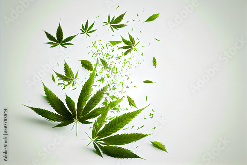 Young shoot of wild marijuana plant with first leaves isolaeted on white background.
