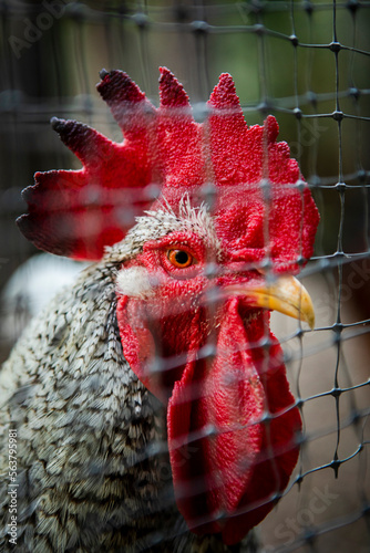 close up on head with eye contace of beautiful rooster through chichen net photo