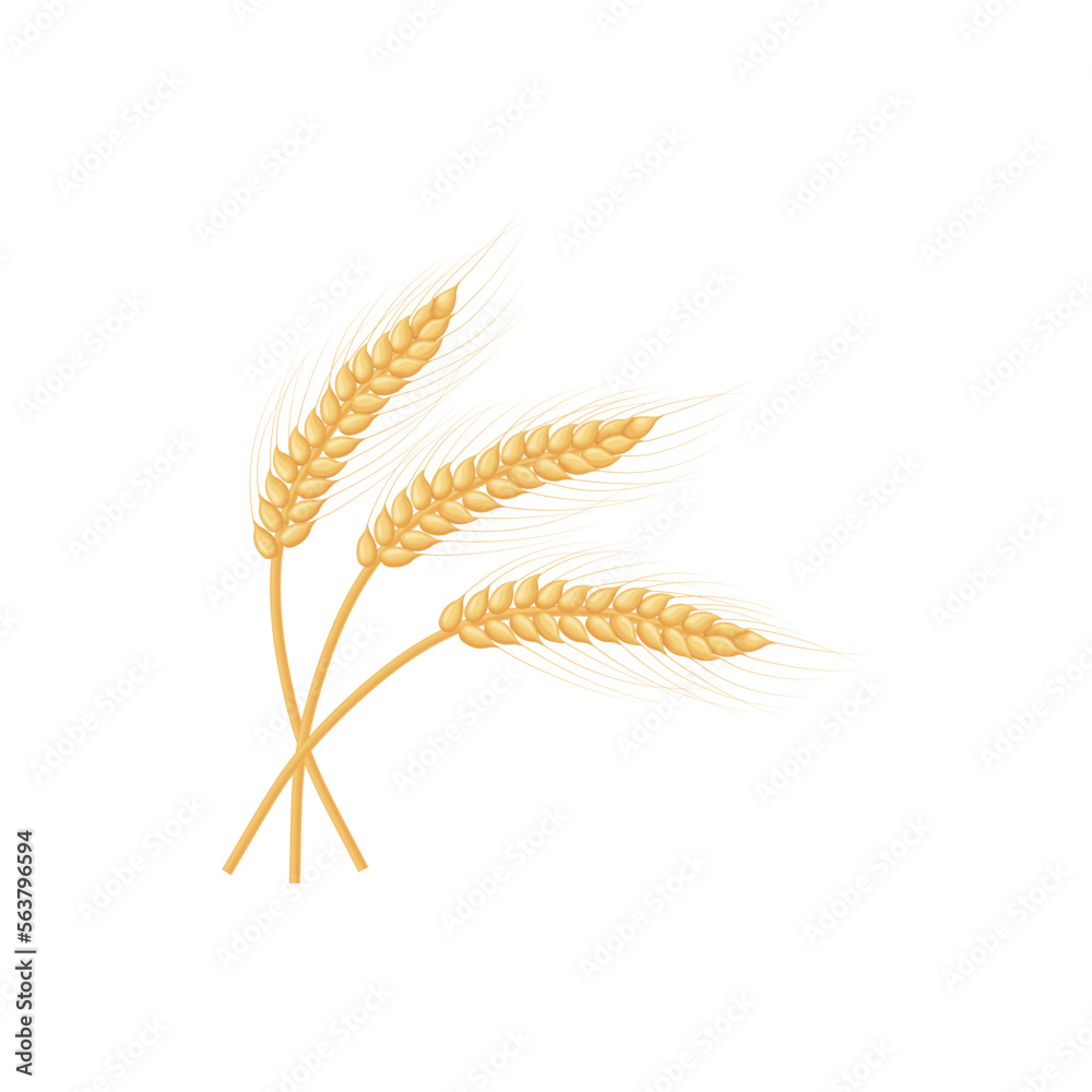 An ear of rye. Three ears of rye. Flake.Illustration for food packaging. Vector illustration isolated on a white background An ear of rye. Three ears of rye. Flake.Illustration for food packaging. Vector illustration isolated on a white background