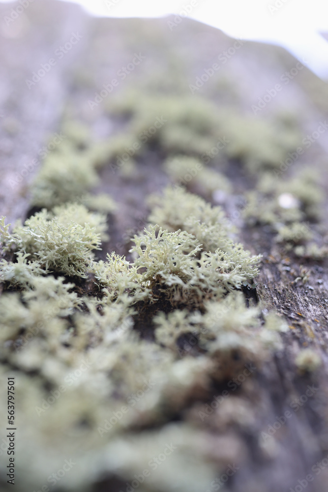 Colony of green lichen growing on old wooden surface. Colony of green lichen growing on old wooden surface.