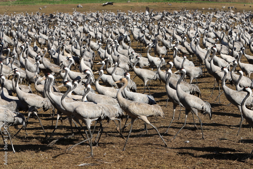 A large flock of cranes winters on a lake in northern Israel. A large flock of cranes winters on a lake in northern Israel.