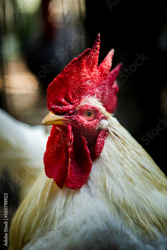 close up head of male rooster in rural farm photo