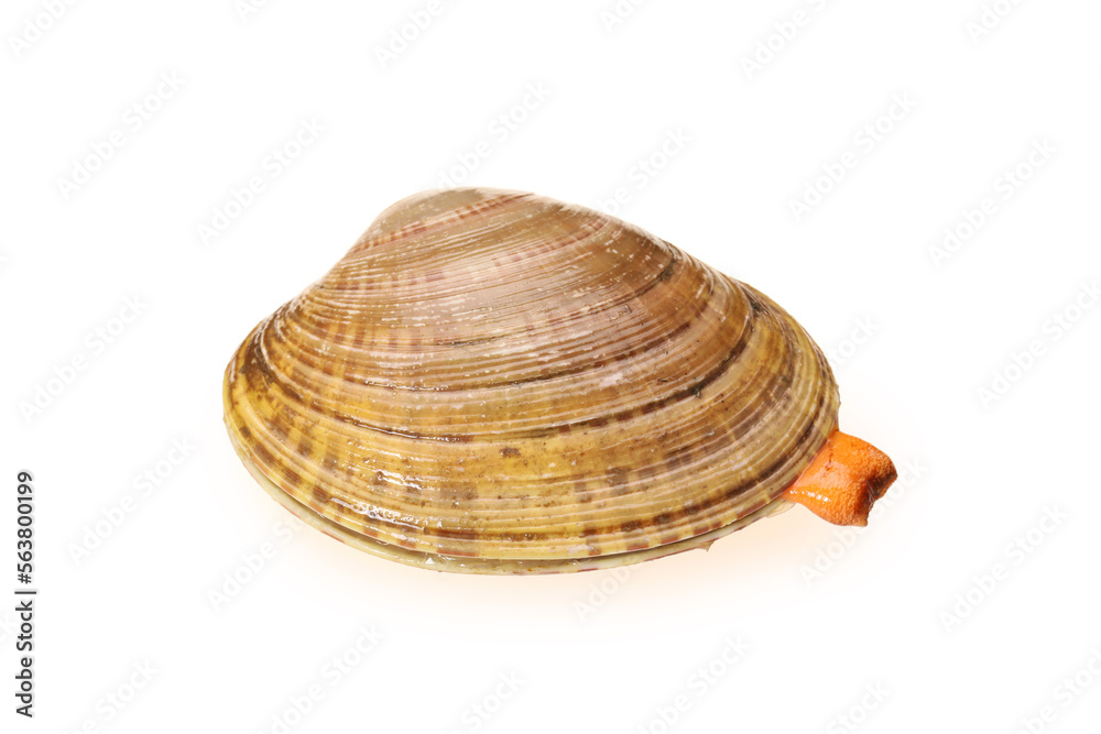 Clams on white background Clams on white background