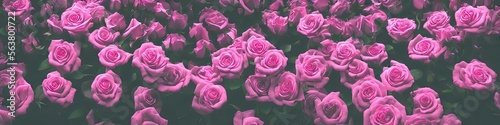 Gorgeous pink roses - panoramic illustration of colorful pink rose flowers. Showing pretty petals  these fragile plants are eye-appealing and beloved. Made by generative AI