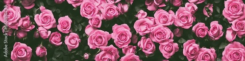 Gorgeous pink roses - panoramic illustration of colorful pink rose flowers. Showing pretty petals, these fragile plants are eye-appealing and beloved. Made by generative AI © Brian