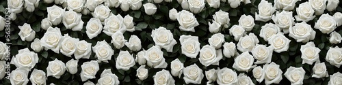 Gorgeous white roses - panoramic illustration of white rose flowers. Showing pretty petals  these fragile plants are eye-appealing and beloved. Made by generative AI